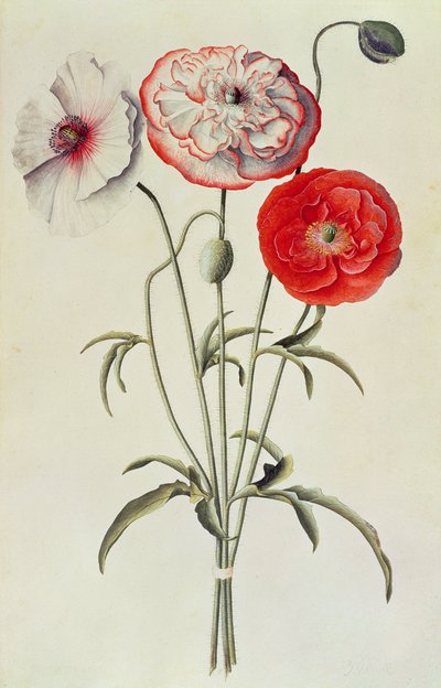 ポピー：トウモロコシ（Papaver Rhoeas） 作： Georg Dionysius Ehret